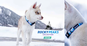 Elevated Gear for Modern Pack-Leaders